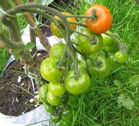 How much to water tomato plant