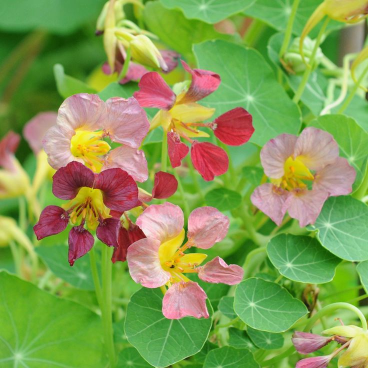 Nasturtium planting seeds