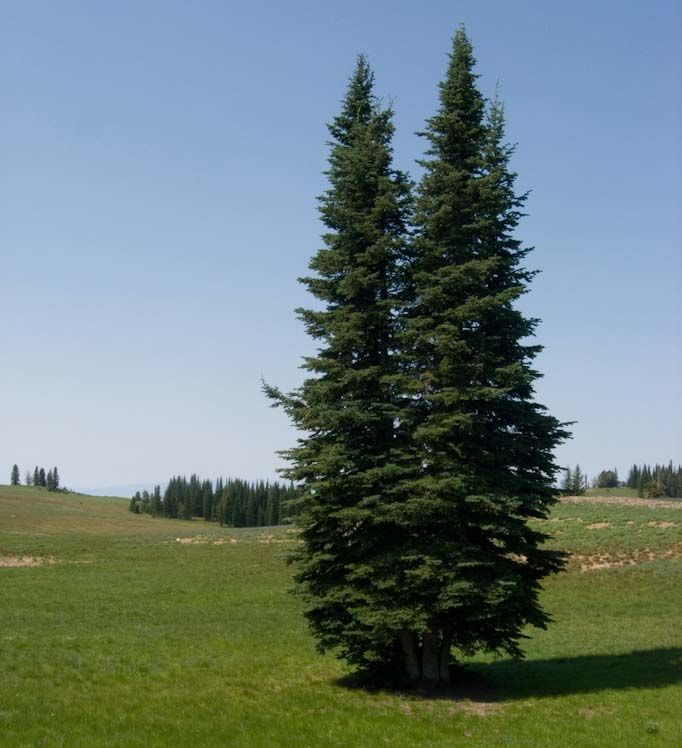 Top 10 evergreen trees