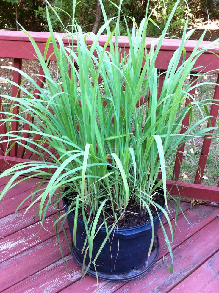 Is lemon grass easy to grow