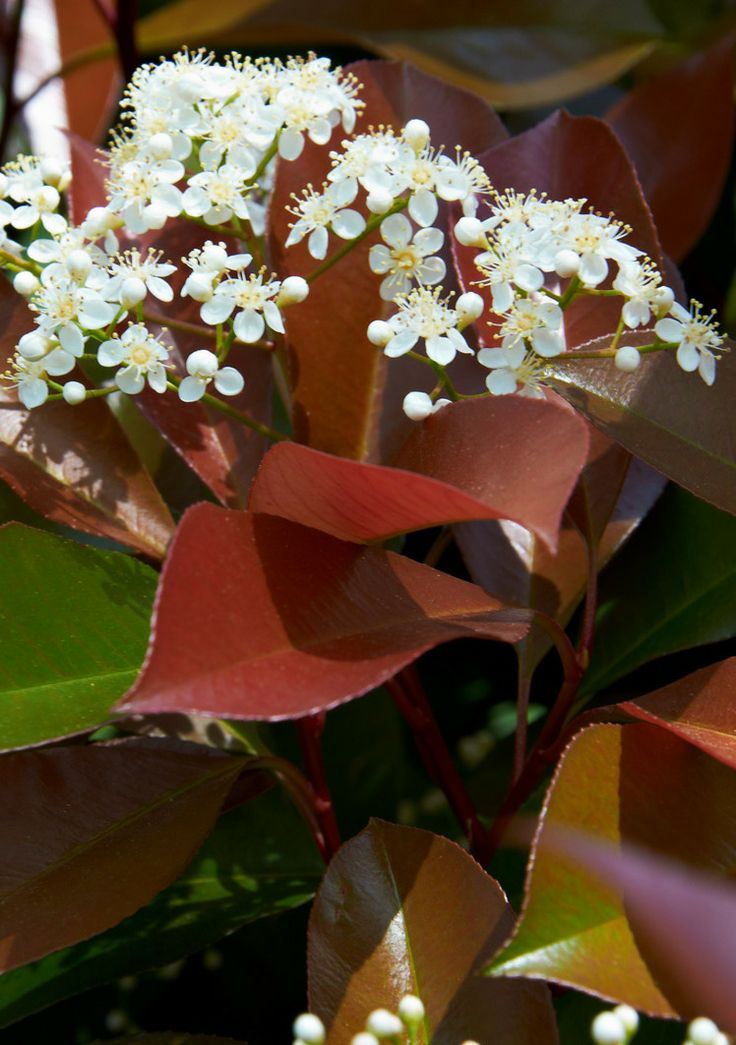 Fast growing evergreen flowering shrubs