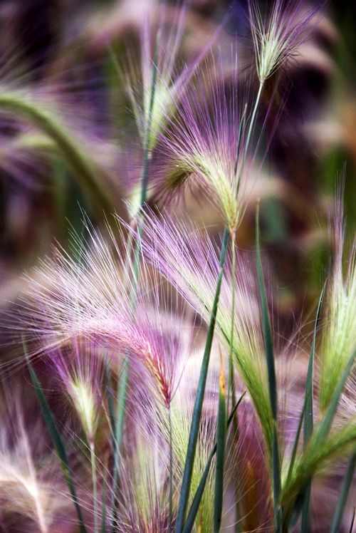 Can i plant ornamental grass in the fall