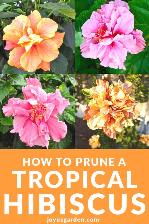 When to trim a hibiscus