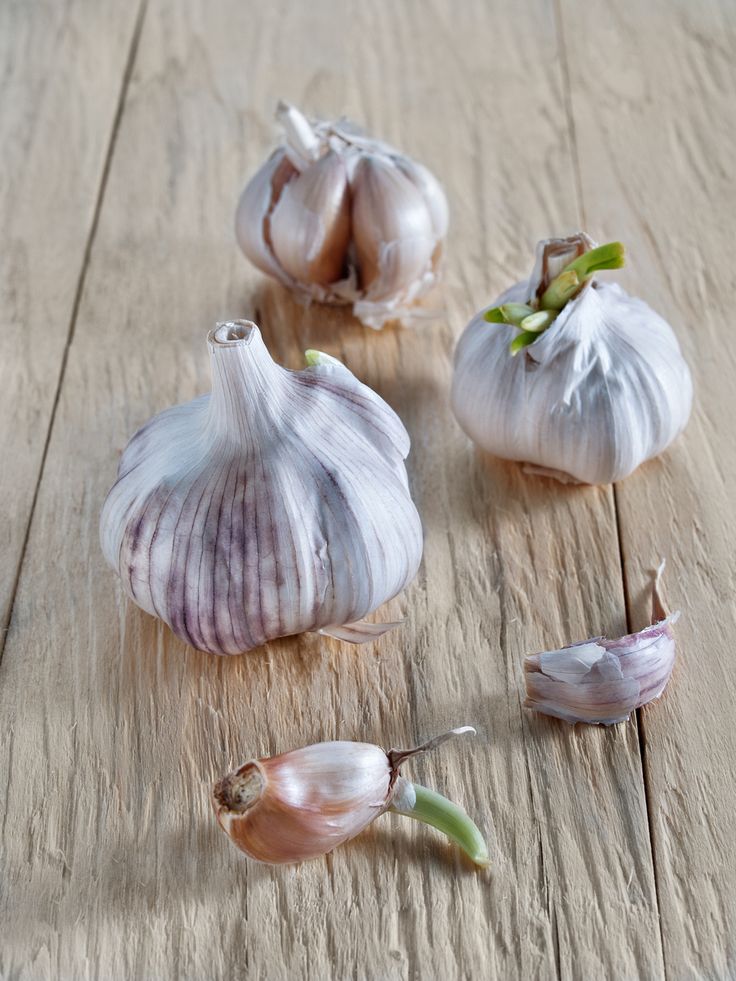 How long does it take garlic to sprout