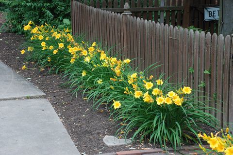 When is the best time to plant daylilies