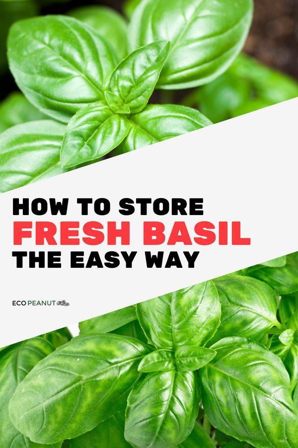 Best way to cut basil