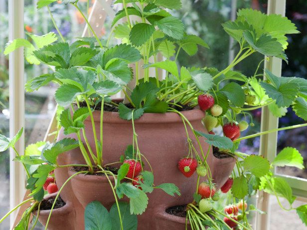 Planting strawberries in winter