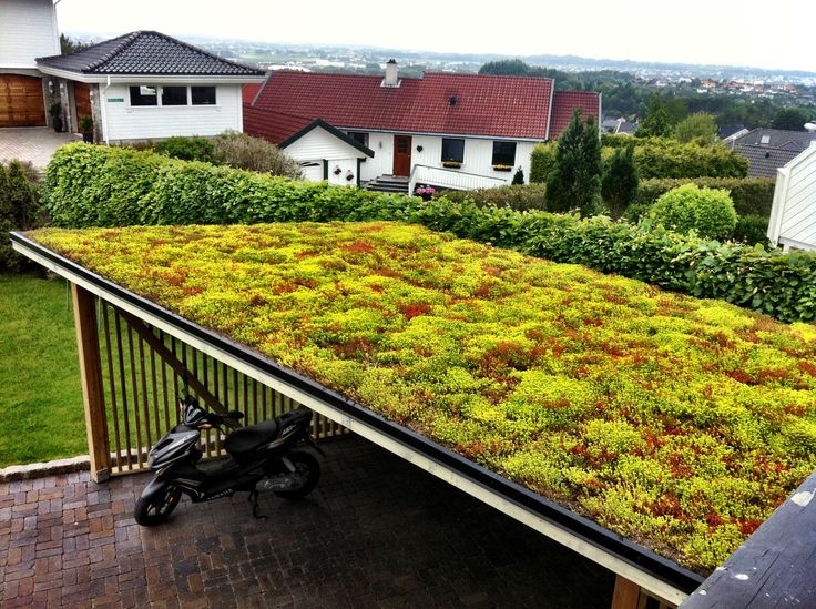 Sedum roof systems