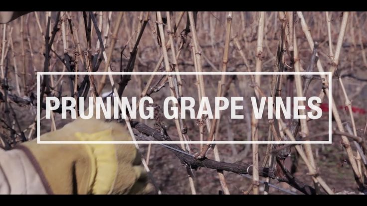 How to prune grapes vines