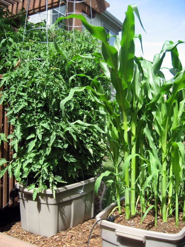 Vegetable garden container ideas