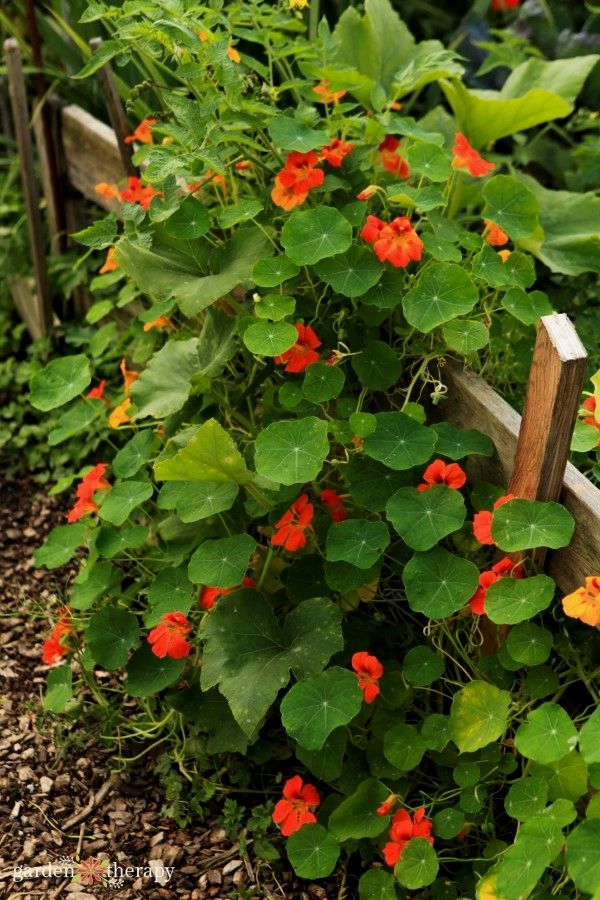 How tall does nasturtium grow