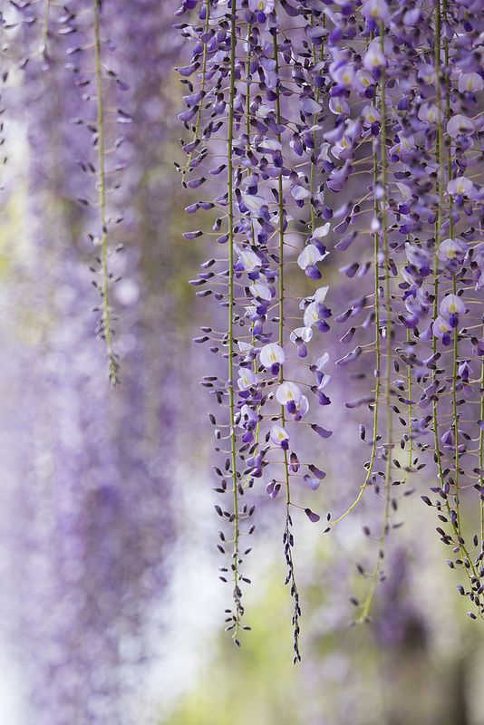 Wisteria growth rate