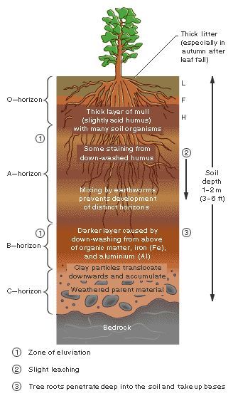 Fast growing trees for clay soil