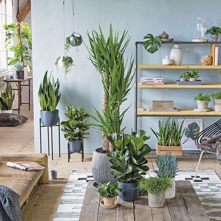 Plants for beach house