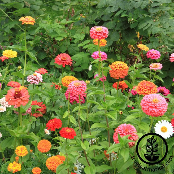 California giant zinnia in container