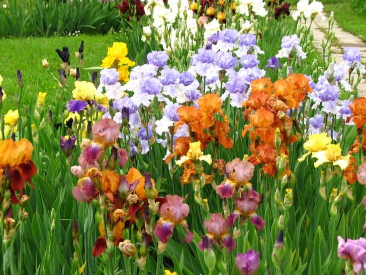 How to plant irises