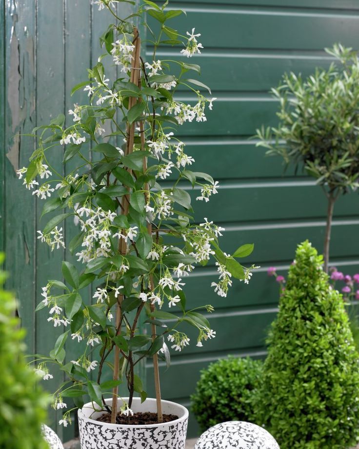 Jasmine plants outdoors