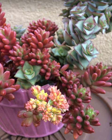 Sedum winter care