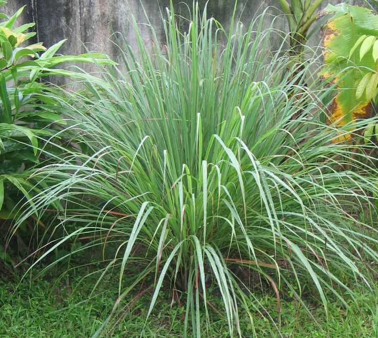 Lemon grass plants near me