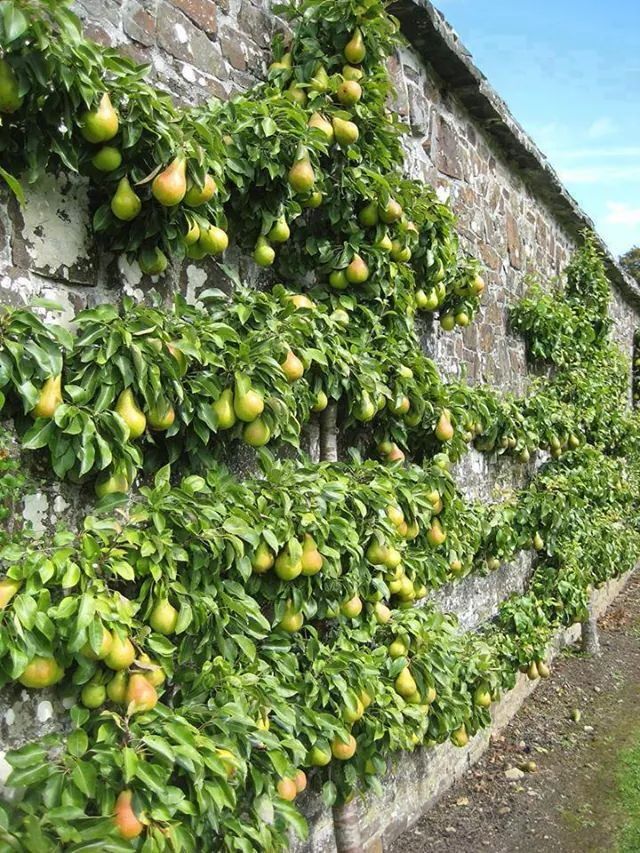 Fruit garden plants