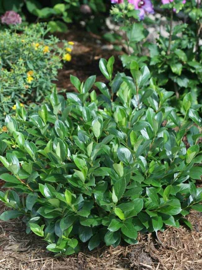 Top 10 small evergreen shrubs