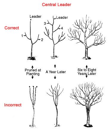 When is the best time to prune a peach tree