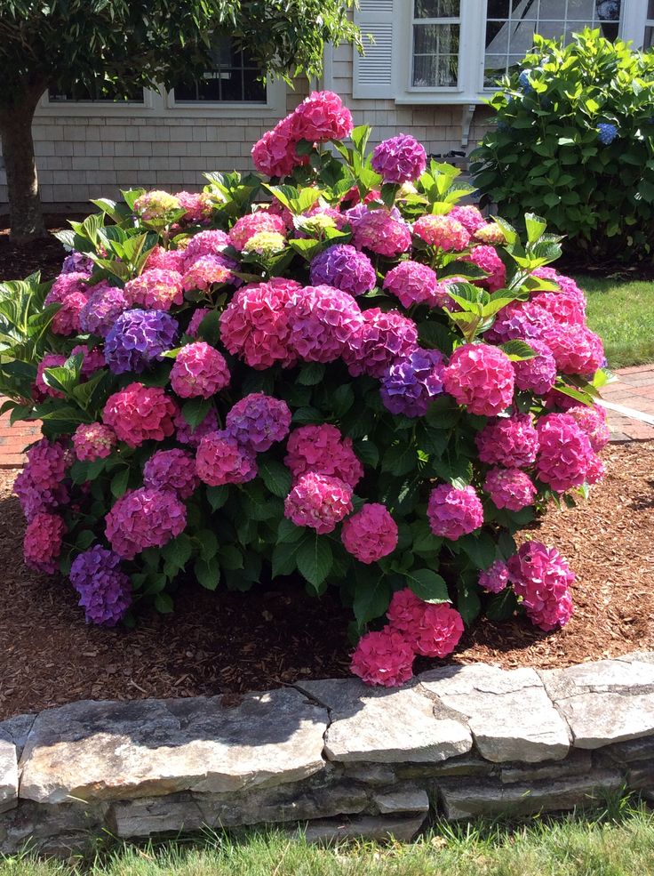 Hydrangeas garden ideas