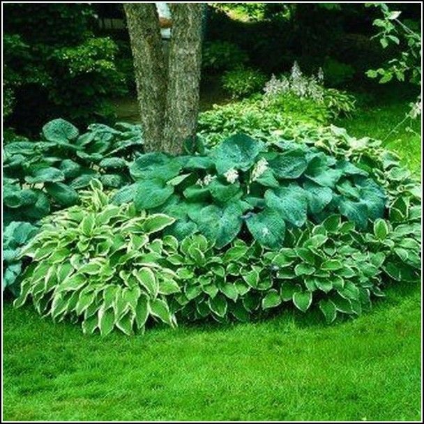 Garden plants that grow in the shade