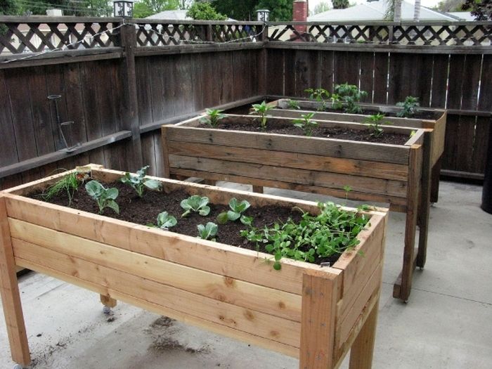 Make small vegetable garden