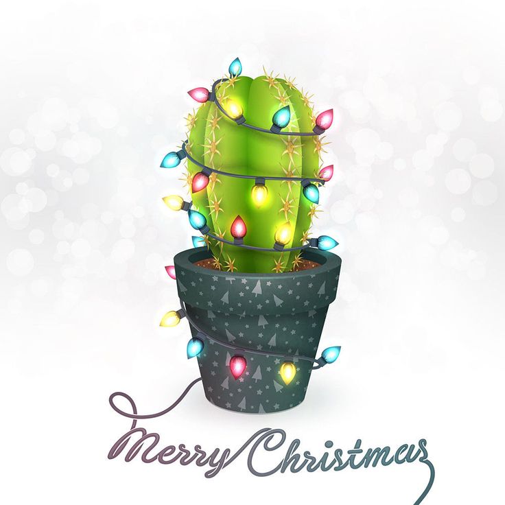 Pots for christmas cactus