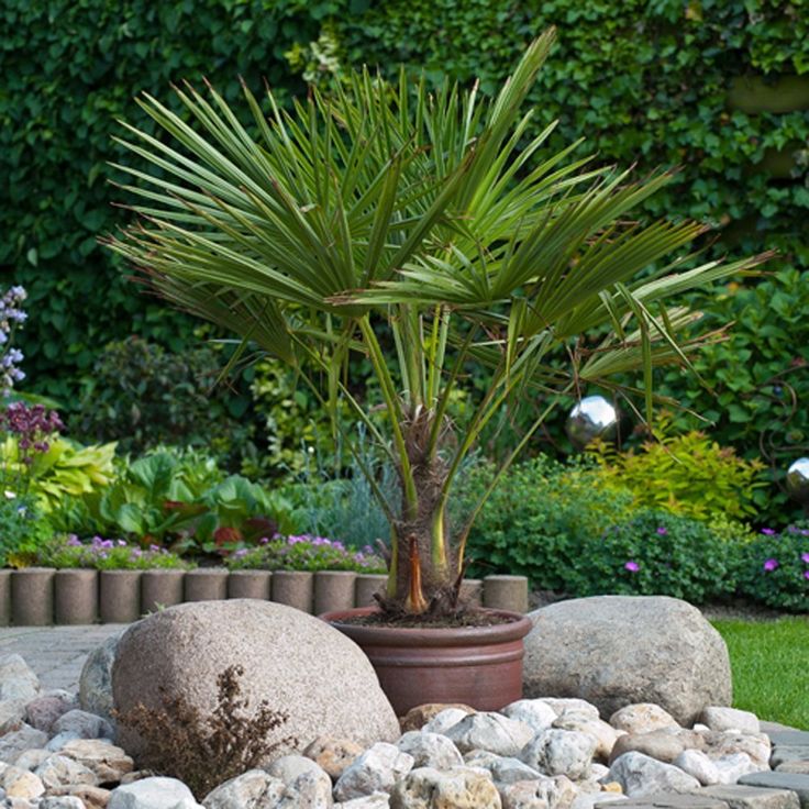 Trees in a pot for patio