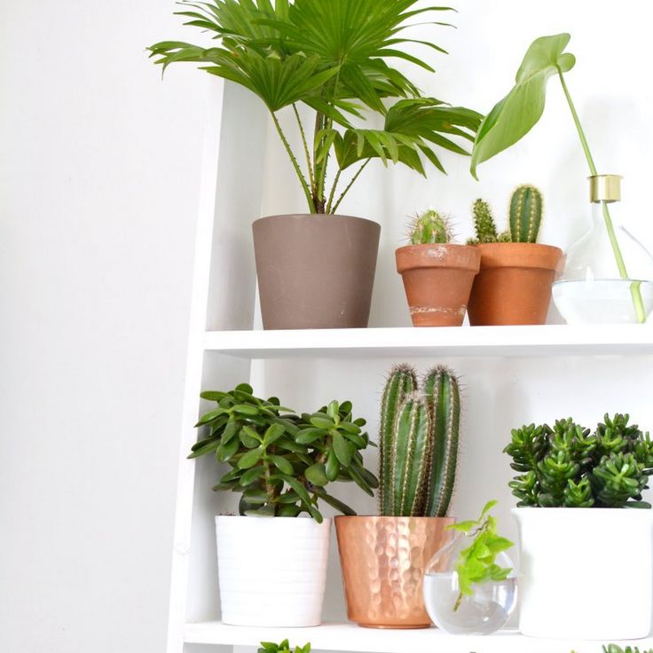 Home decor with indoor plants