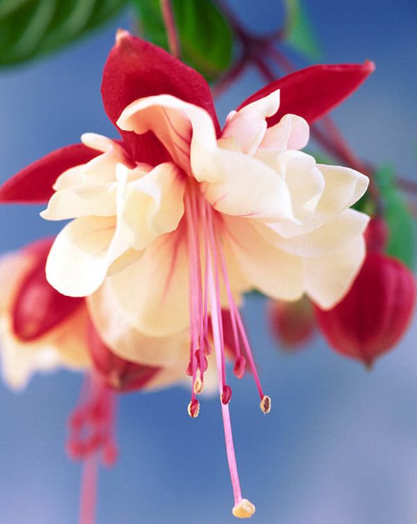 Upright fuchsia care