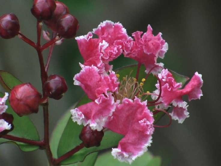 Crepe myrtle doesn t bloom