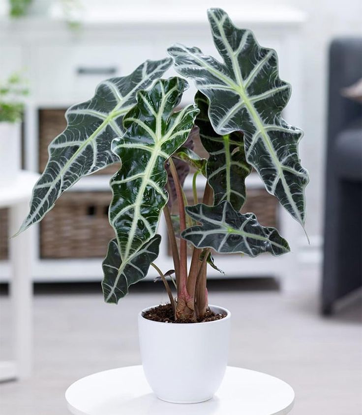 Elephant ears as houseplants