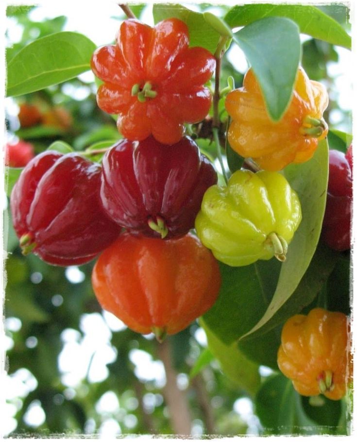 Fruit tree plants