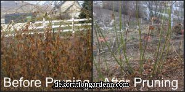 When should blueberry bushes be pruned