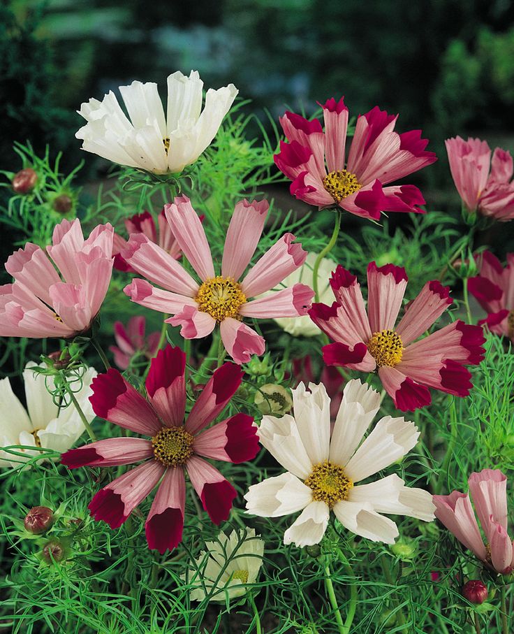 Is cosmos an annual or perennial