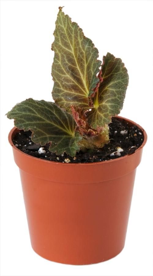 How to over winter tuberous begonias