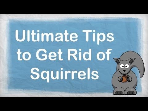 How can you get rid of squirrels