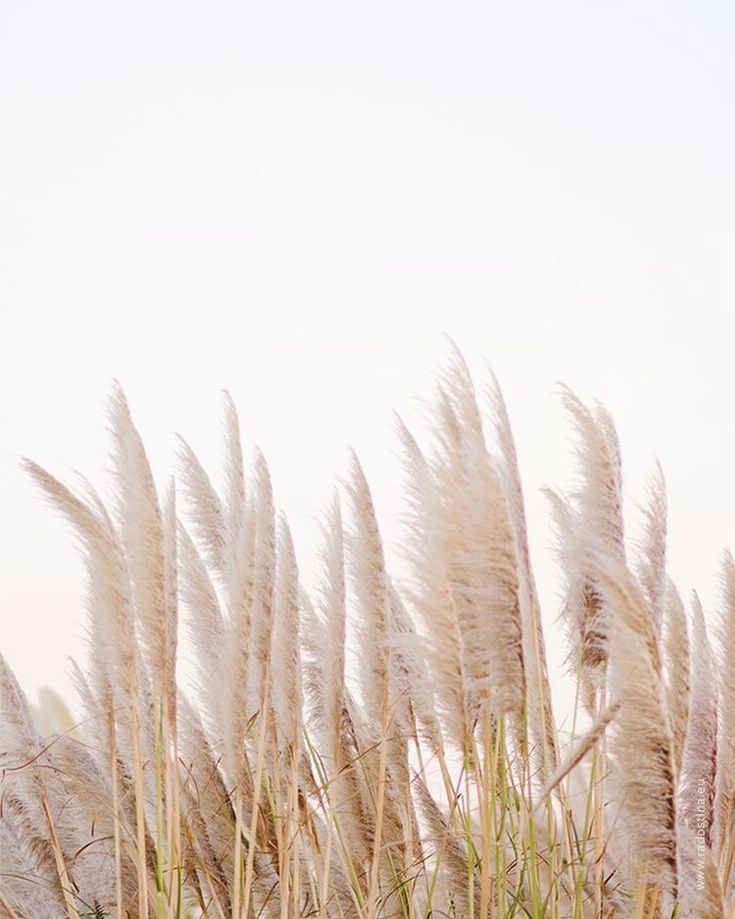 Does pampas grass spread