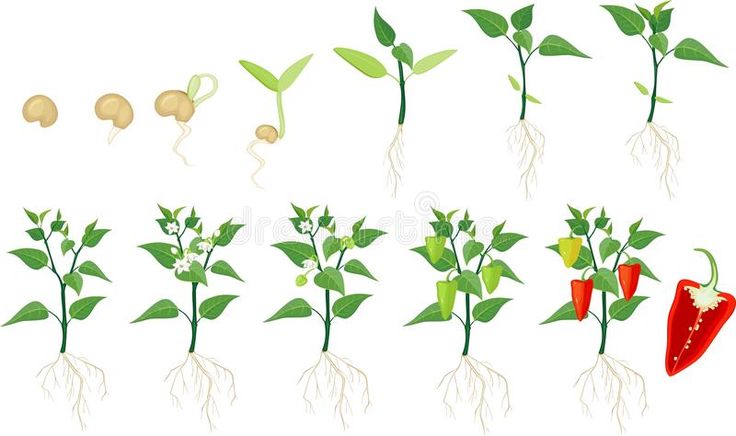 Can you plant 2 pepper plants together