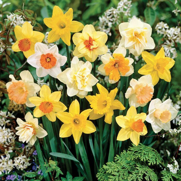 How to plant daffodil