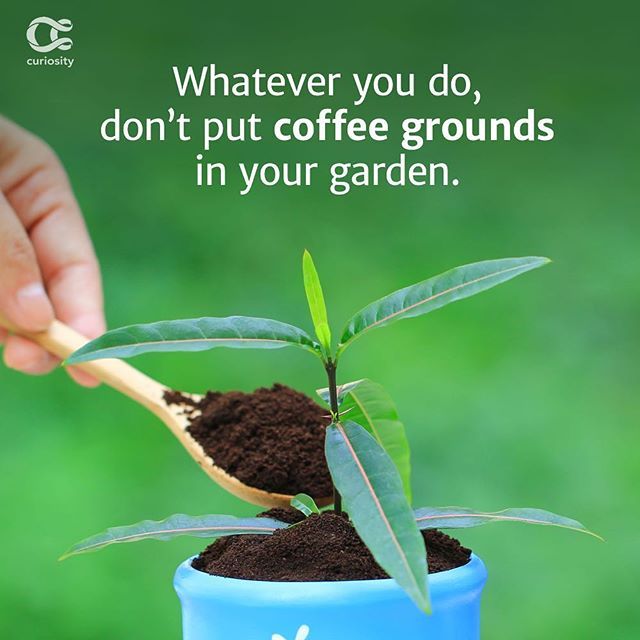 Is ground coffee good for the garden