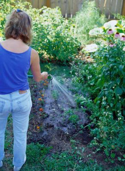 When to plant the vegetable garden