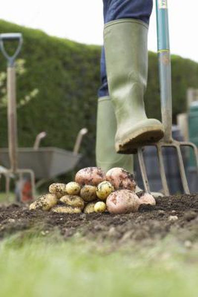 How to farm potatoes