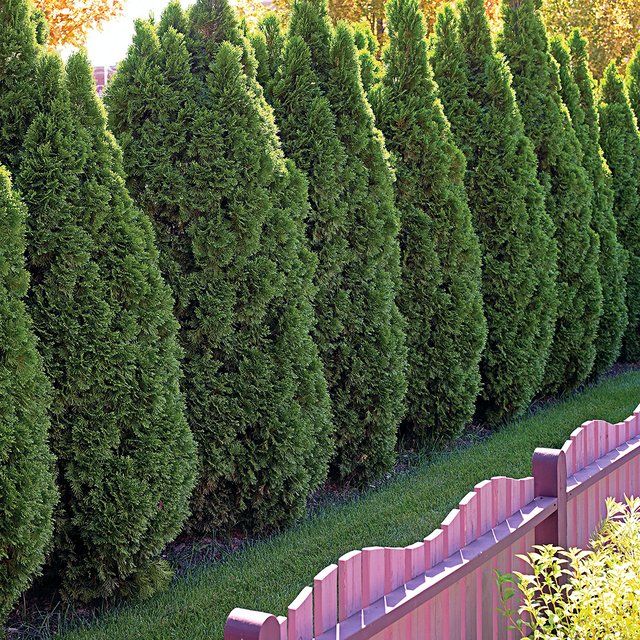 Great privacy trees