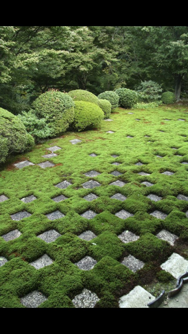 Moss for japanese garden