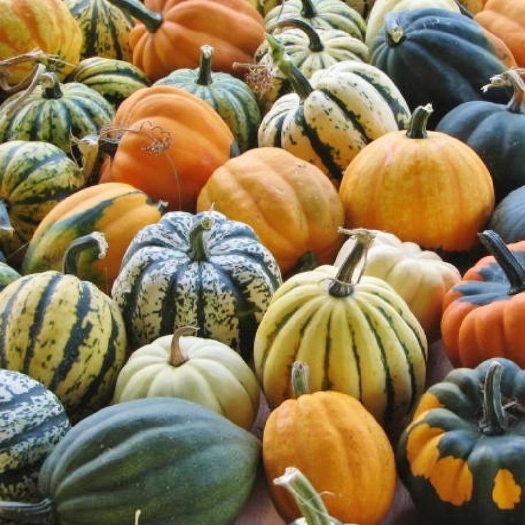 When to harvest squash