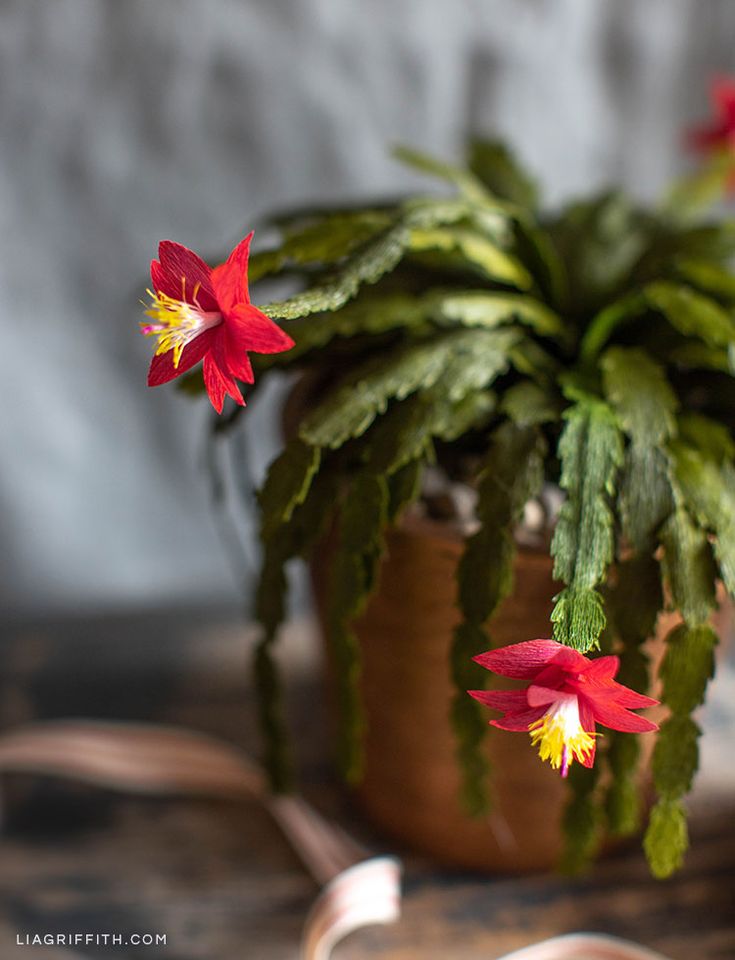 How to make christmas cactuses bloom